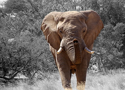 brown elephant beside trees thumbnail