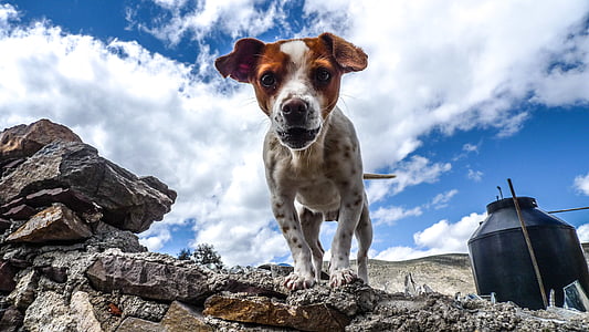 short-coated white and brown dog on rocky hill thumbnail