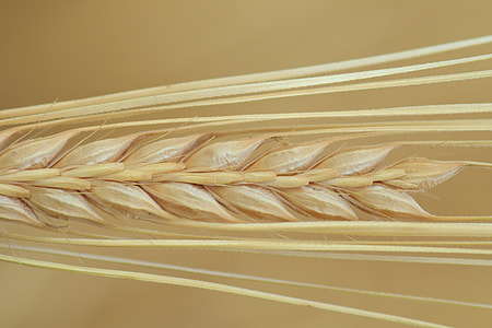 brown wheat thumbnail