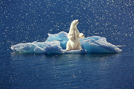 polar bear on ice thumbnail