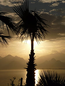 silhouette of palm tree near sea during sunset thumbnail