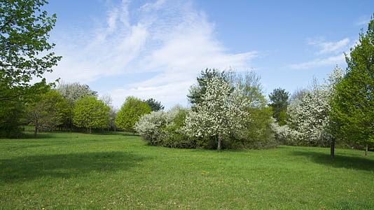 green grass with trees at daytime thumbnail