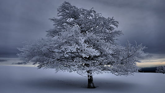 lone tree covered with snow thumbnail