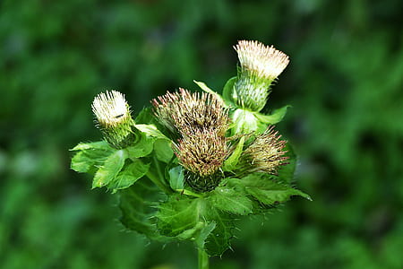macro photography of flowers in bloom thumbnail