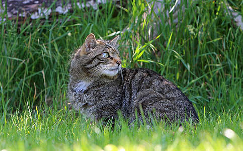 tabby cat sitting near bush thumbnail