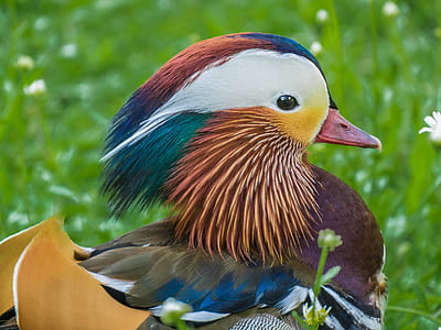 close-up photo of male Mandarin duck near green grass during daytime thumbnail