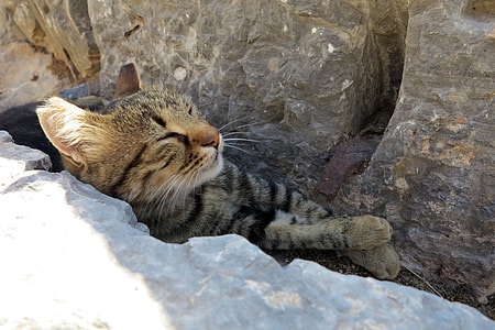 Turkey, Cat thumbnail