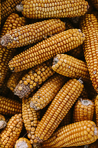 Corncobs thumbnail