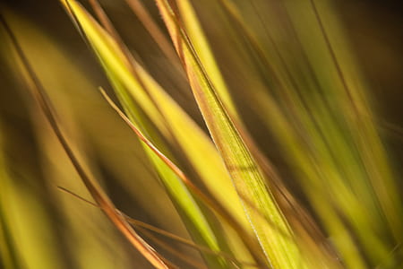 panning photograph of linear leaf thumbnail