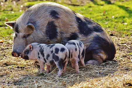 gray and black pig sitting on brown grass beside two piglets thumbnail