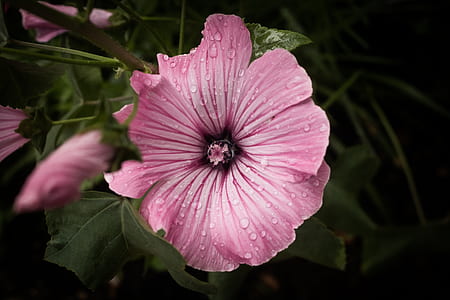 pink malva flowers in bloom closeup photogrpahy thumbnail