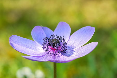 selective focused photo of a purple poppy flower in bloom thumbnail
