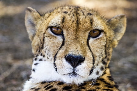 brown tiger thumbnail