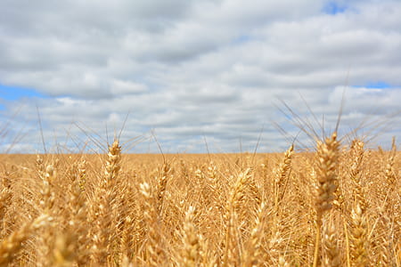 Wheat Field Under Blue Cloudy Sky thumbnail