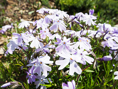 purple and white petaled flower bloom at daytime thumbnail
