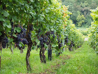 grapes tree lot thumbnail