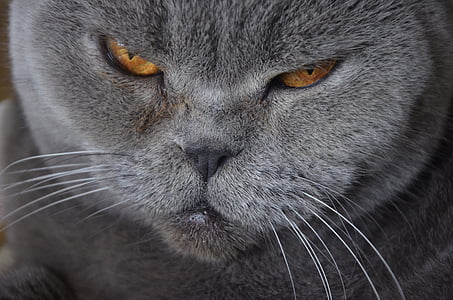 gray cat close-up photo thumbnail