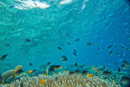 underwater photography of shoal of salt water fishes thumbnail