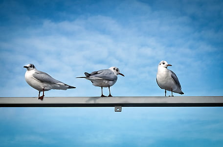 three gulls perched on metal bar under blue sky thumbnail