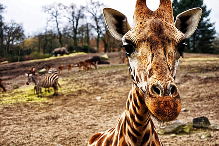 giraffe thumbnail