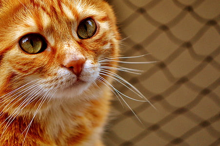 orange tabby cat thumbnail