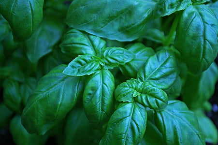 green plant thumbnail