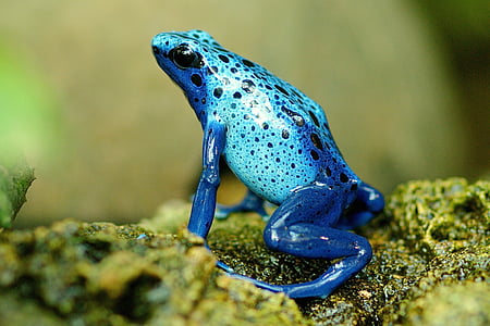 selective-focus photography of blue frog thumbnail