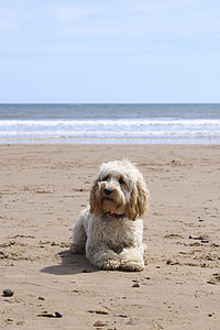 yellow Labradoodle lying on shore thumbnail