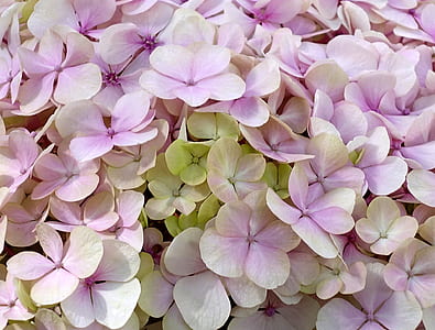white-and-pink petaled flowers thumbnail