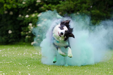 adult white and black border collie running on the field thumbnail