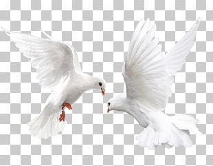 columbidae bird white dove fly front white bird illustration png