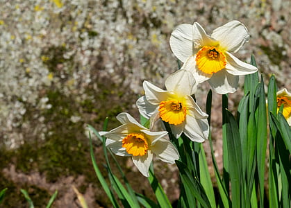 close-up photo of white-and-yellow petaled flowers thumbnail