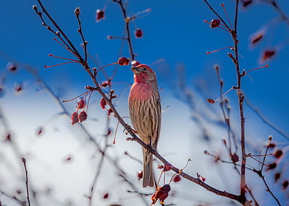 red and brown bird on tree stem thumbnail