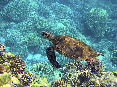 brown turtle in body of water near corals thumbnail