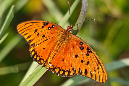 closeup photo of gulf fritillary butterfly perching on green leaf at daytime thumbnail