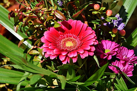 red petaled flower beside pink petaled flowers thumbnail
