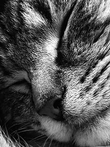Macro Photography of A Cat thumbnail