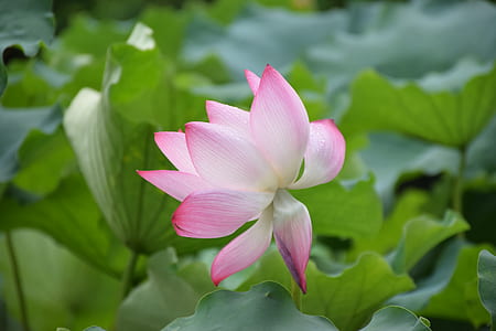 person showing pink flower thumbnail
