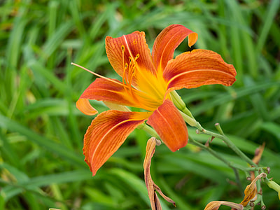 orange daylily flower in selective focus photography thumbnail