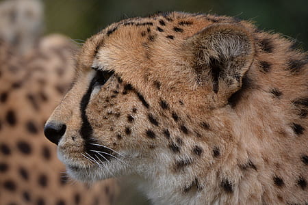closeup photo of cheetah thumbnail