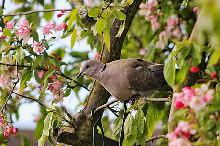 brown bird on tree branch thumbnail