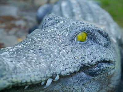 Closeup of a stone alligator with yellow eyes thumbnail