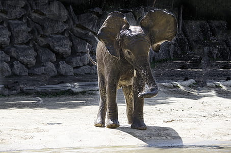 elephant, baby elephant, funny, play, proboscis, animal thumbnail