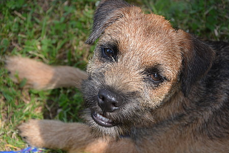 tan border terrier puppy on grass at daytime thumbnail