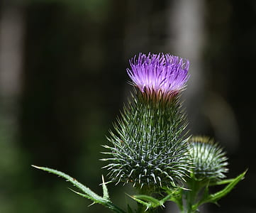 close up photo of purple globe thistle flower thumbnail