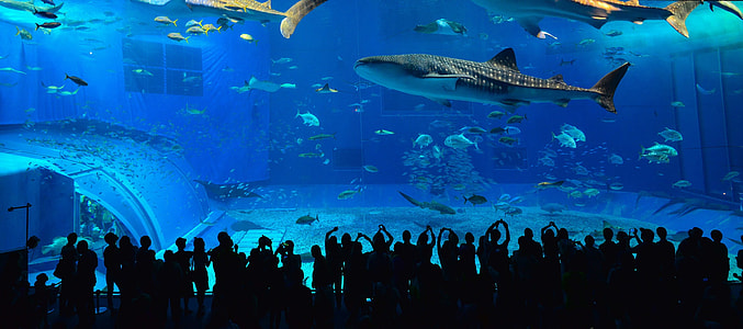 people watching school of fish thumbnail