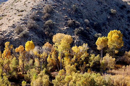 green leafed tree bear gray mountain during daytime thumbnail