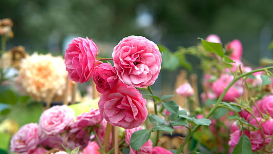 closeup photo of pink cluster petaled flowers thumbnail