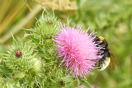 pink flowers with bee on top during daytime thumbnail