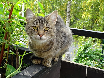 brown fur cat on brown wooden surface thumbnail